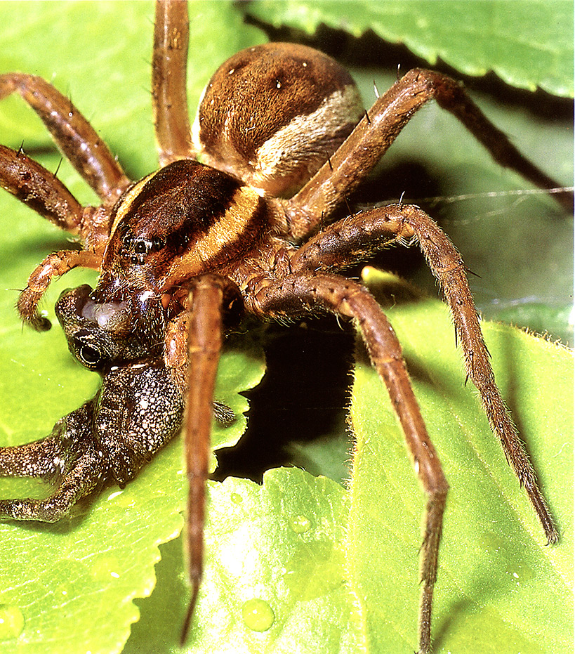 spider
